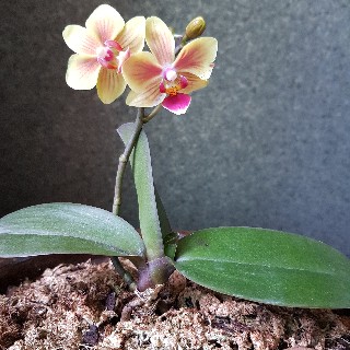 프로필 이미지
